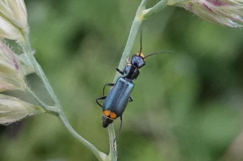 Clanoptilus elegans
